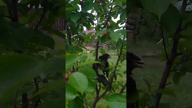 защита черешни от птиц смотреть онлайн