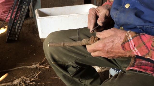 畑から盆栽を作る接木・台木・根ばり・剪定・桜盆栽【うこん・ソメイヨシノ・裂孔梅・秩父やばい・暖地桜桃】梅盆栽矢島清芳園@tane.bonsai 小品盆栽 смотреть онлайн