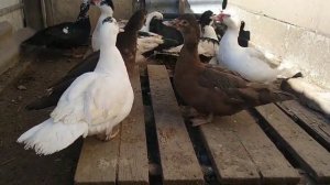 БЕЗ ЭТОГО ВЫ К НИМ ПРОСТО НЕ ЗАЙДЁТЕ))/ОБУСТРОЙСТВО ЗАГОНА ДЛЯ ИНДОУТОК//МУСКУСНЫЕ УТКИ