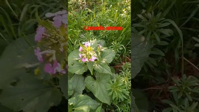 La bellissima Lunaria annua смотреть онлайн