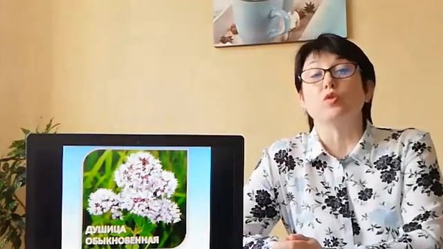 #ЭТОИНТЕРЕСНО Знакомство с луговыми травами и цветами Подмосковья. Душица обыкновенная смотреть онлайн