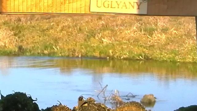 Норка американская смотреть онлайн