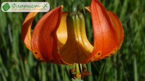 Виды, сорта и гибриды лилий