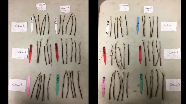 Propagation Of Vaccinium Corymbosum