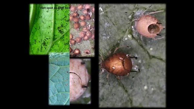 Biocontrol Webinar - Grower Experience with Banker Plants for Apid Control смотреть онлайн