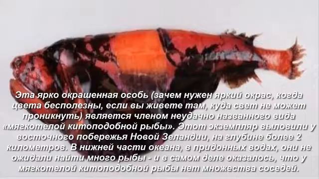 МОНСТРЫ ОБИТАЮЩИЕ НА ДНЕ ОКЕАНА смотреть онлайн