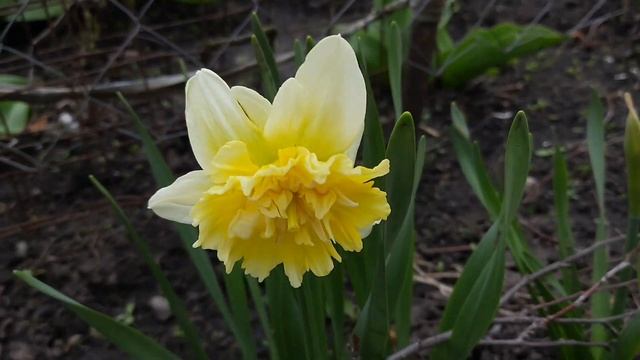 ПРИГЛАШАЮ НА ПРОГУЛКУ ПО МАМИНОМУ САДУ. смотреть онлайн