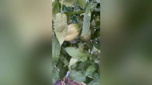 Обзор томатов Бориса Сонина  сезона 2023 года