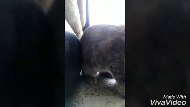 Дрессировка кота. Команда "прыжок" смотреть онлайн