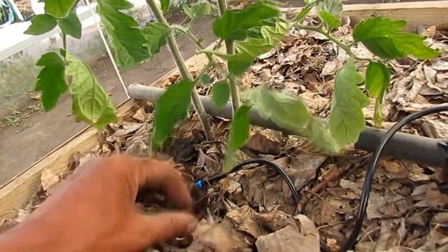 Полив компенсированными капельницами смотреть онлайн