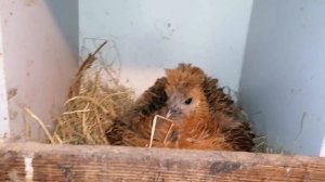 Как карликовые курочки и обычные куры живут вместе.