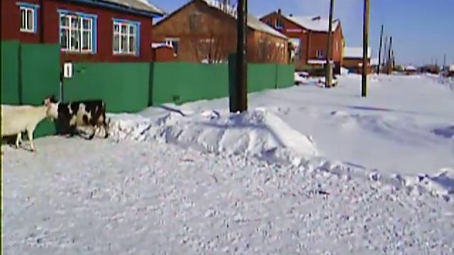 Козы на зимней прогулке. смотреть онлайн