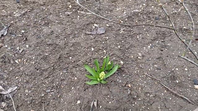 18 марта,приехали на дачу, цветут нарциссы, кизил, начинает цвести гиацинт, небольшой обзор... смотреть онлайн