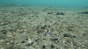 Как  чистить приморский гребешок? Бесплатные деликатесы со дна японского  моря. о. Русский