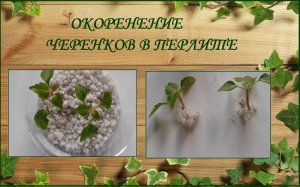 Окоренение черенков в перлите