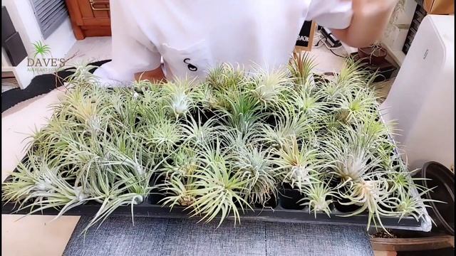 TillySpecs Ep. 1 - Tillandsia ionantha | Dave's Air Plant Corner смотреть онлайн