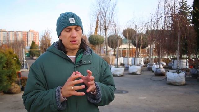 Деревья - крупномеры от Питомника 'Сад Вашей мечты'® смотреть онлайн