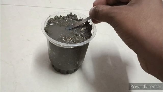 How to grow cardamom from seeds | grow in your home | easy trick to grow cardamom смотреть онлайн