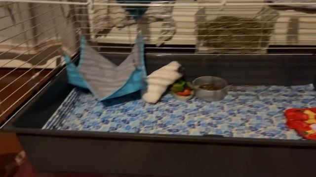 КУПИЛИ МОРСКИХ СВИНОК! История их появления у нас?