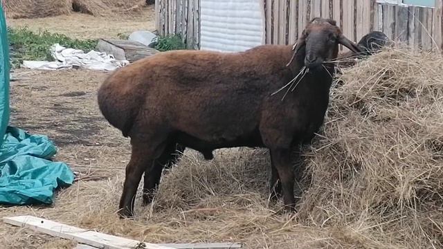 Гиссарский баран производитель по кличке Каштан смотреть онлайн