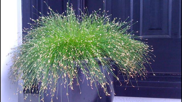 21 Most Beautiful Houseplants You Never Knew About #plants смотреть онлайн
