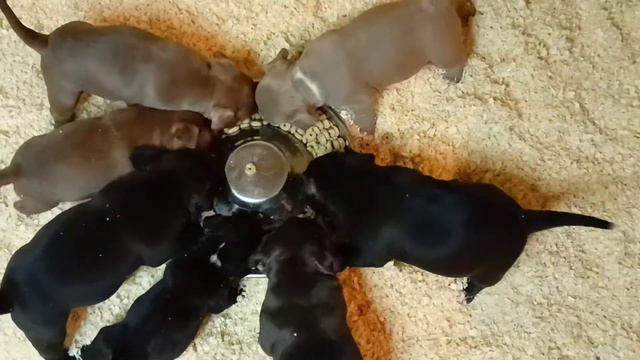 щенки ам. булли, 1 месяц. смотреть онлайн