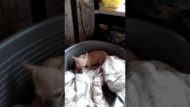 #чихуахуа лакомятся сушеным лёгким . Чихуарий Екатеринбург https://chihuariy-ekb.ru/ смотреть онлайн