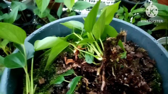 How to grow Anthurium varietes අැන්තුරියම් වගාව.මුල්නැති පැලවල ඉක්මනින් මුල් අැදිමට විසදුමක්. смотреть онлайн