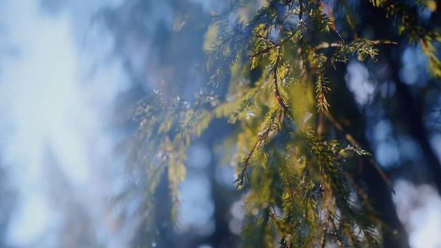 Cover на песню "Дорога" от Екатерины Тарасовой смотреть онлайн