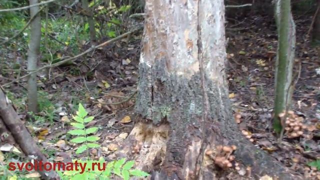 Опята. Грибы средней полосы России смотреть онлайн