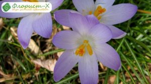 ? Посадка крокусов в открытый грунт: как и когда сажать крокусы на выгонку