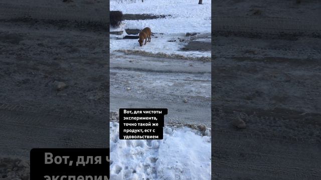 Едят и ещё добавки просят🙂 смотреть онлайн