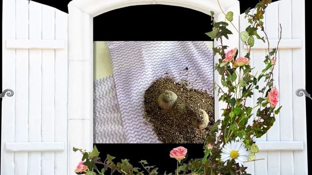 Гиацинты КАК ХРАНИТЬ с весны до осени смотреть онлайн