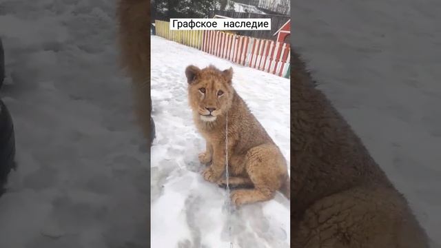 Прогулка со львом в Беларуси! смотреть онлайн
