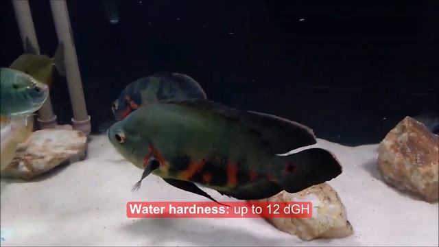 Oscar Fish (Astronotus ocellatus) Facts смотреть онлайн