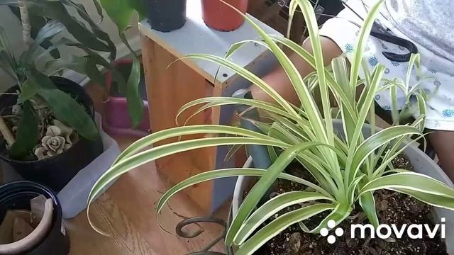 6/23/2020: nopal (Opuntia ficus-indica) from the market to the plant room смотреть онлайн