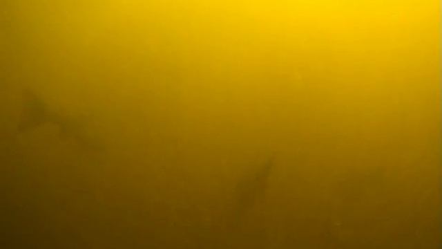 Spearfishing On The Kola Peninsula