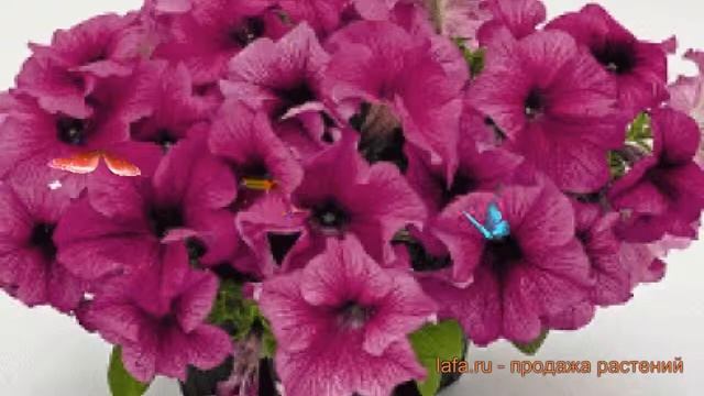 Петуния грандифлора Саксесс 360° Бургунди Вейн ? обзор: как сажать, семена петунии смотреть онлайн