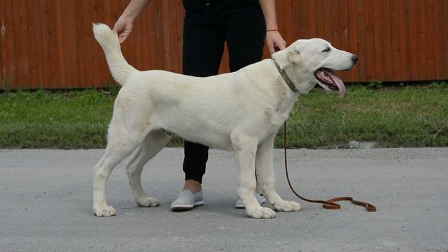 ОЕССЕНН СТИЛЬ Аюташ 5 месяцев ПРОДАЖА // ЩЕНОК СРЕДНЕАЗИАТСКОЙ ОВЧАРКИ смотреть онлайн