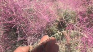 Как улучшить засоленный грунт-Трава Солончак