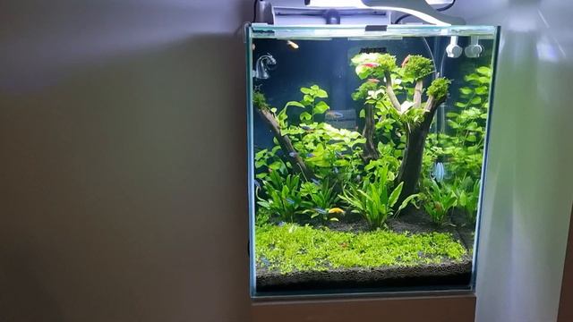 Akwarium Kostka 49l - AQUAEL Shrimp Set Duo + Szafka
