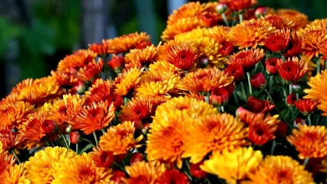 25 октября - Судьбоносное время. Скажите всего одно слово. смотреть онлайн