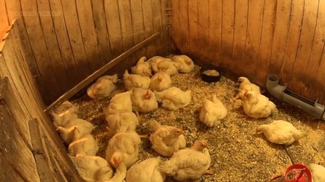 Бройлерам 45 дней Напольное содержание цыплят смотреть онлайн
