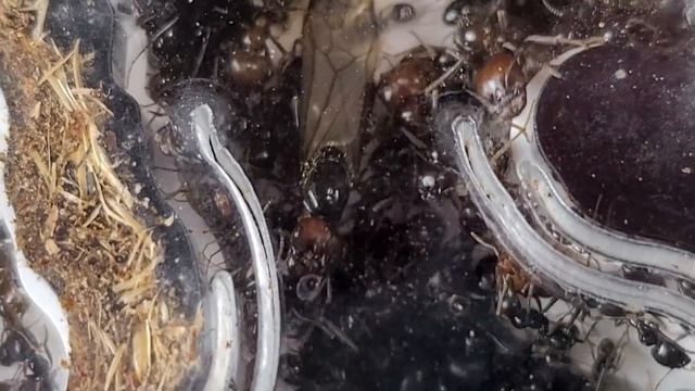 Muere la Hormiga Reina Alpha - ¿Es el fin del hormiguero? ¿Qué pasa con las demás hormigas? смотреть онлайн