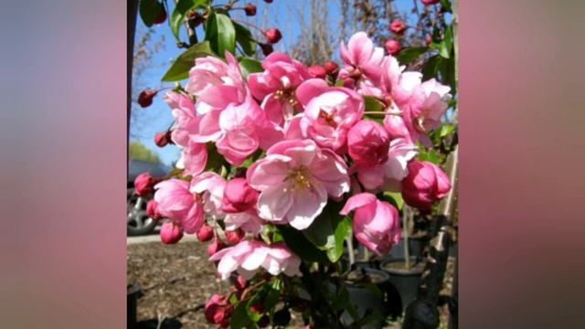 ВОЛШЕБНЫЕ ЦВЕТЫ ПРОВАНСА!!! смотреть онлайн