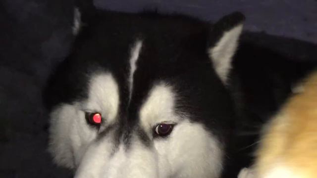 Хаски и алабай смотреть онлайн