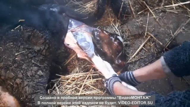 роды у коровы смотреть онлайн