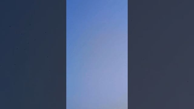 COCKATIEL FREE FLY. [fly high into the blue sky) смотреть онлайн