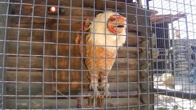 Поющий гриф. Испания. Порт Авентура. Port Aventura, Salou, Spain! смотреть онлайн
