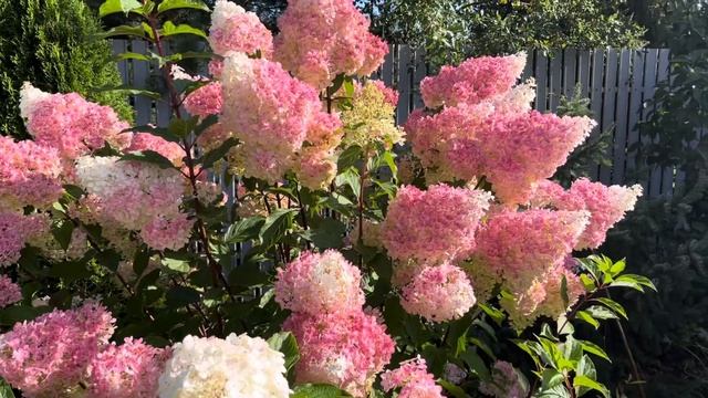 Гортензия метельчатая ‘Ванилла Фрейз’ смотреть онлайн